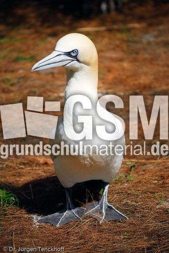 Basstölpel (16 von 24).jpg